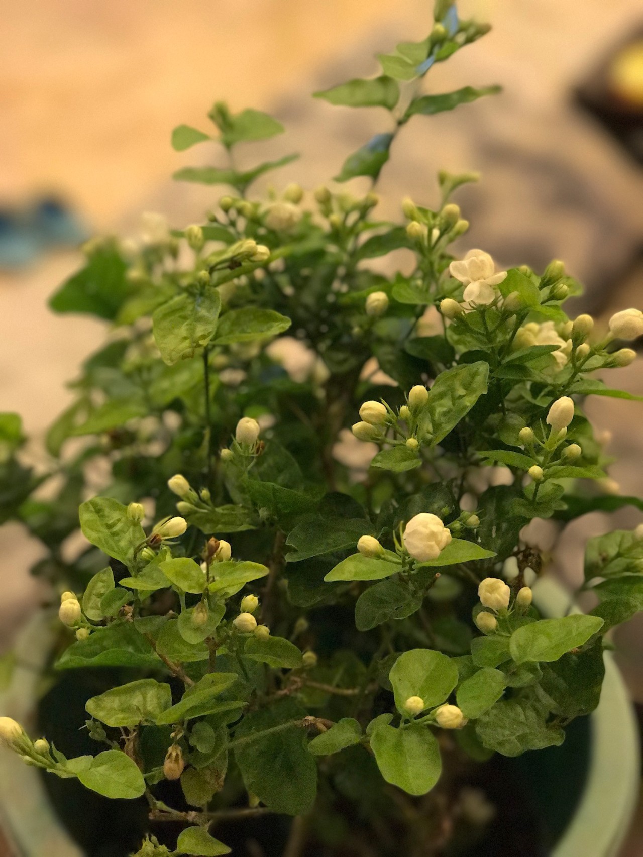 茉莉花冬天干枯怎么办,干枯的茉莉花怎么补救