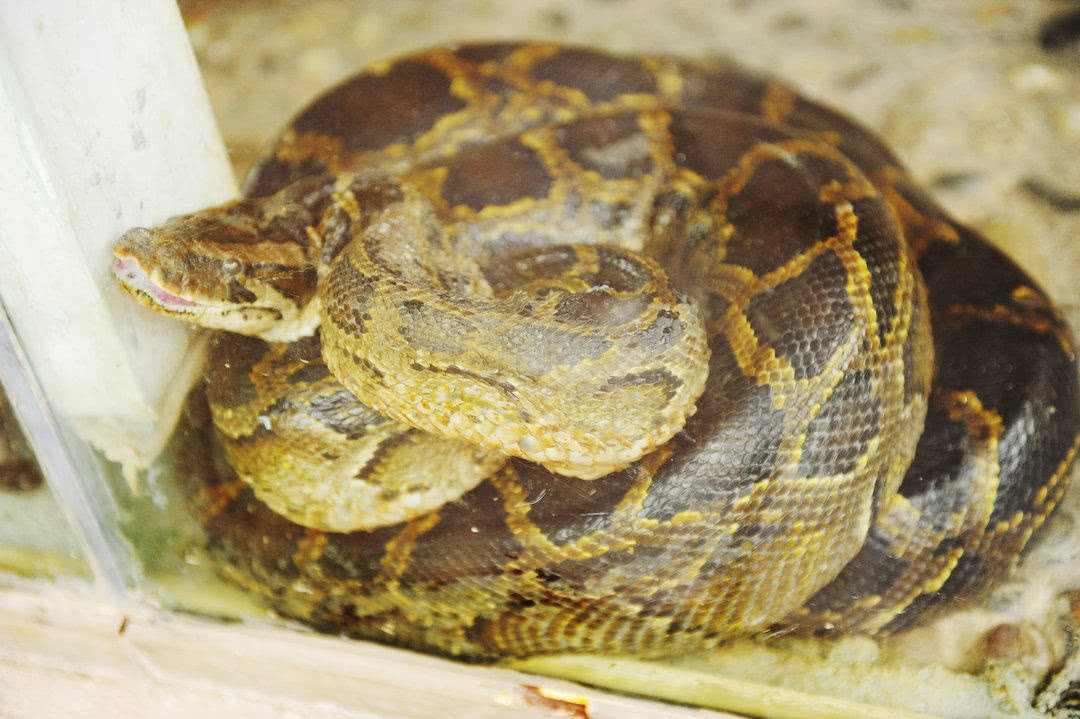 它被誉为“大胃王”，体重达447公斤，一次能吞下大自己10倍动物