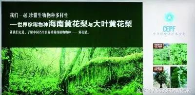 大叶黄花梨伯利兹黄檀好不好,大叶黄花梨和伯利兹黄檀区别