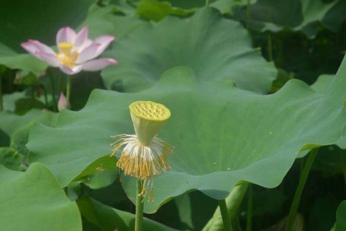 王孟英温病必背条文,王孟英的代表著作是