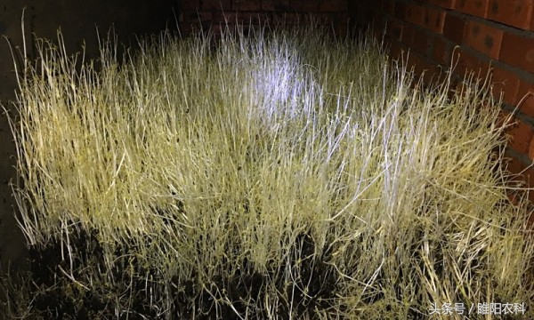 种芹菜一亩利润和成本分析,一亩地芹菜能赚多少