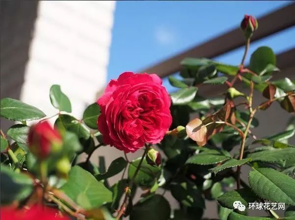 十大最稀有的玫瑰花品种图片,稀有玫瑰花品种大全图片