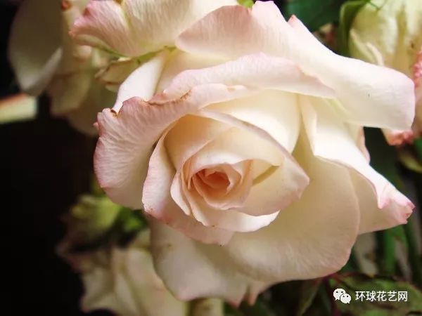 十大最稀有的玫瑰花品种图片,稀有玫瑰花品种大全图片