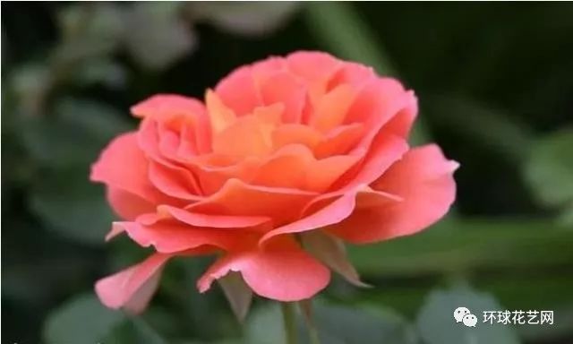 十大最稀有的玫瑰花品种图片,稀有玫瑰花品种大全图片