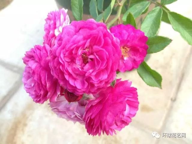 十大最稀有的玫瑰花品种图片,稀有玫瑰花品种大全图片