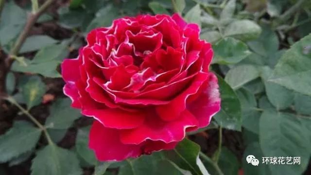十大最稀有的玫瑰花品种图片,稀有玫瑰花品种大全图片