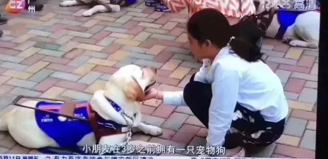 你为什么要养猫呀,你为什么要养猫