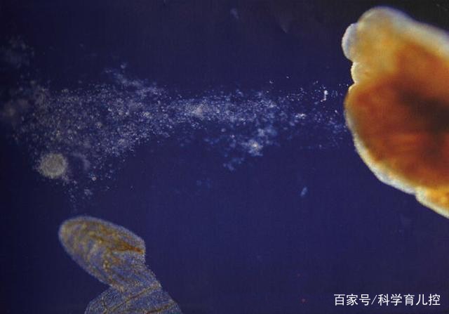 精子的产生全过程,精子从开始到最后的过程