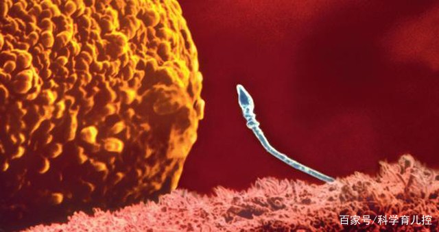 精子的产生全过程,精子从开始到最后的过程