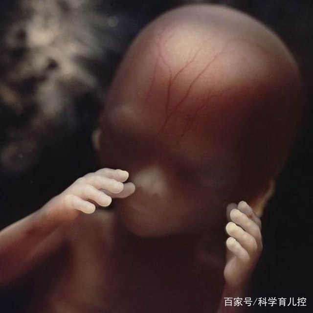 精子的产生全过程,精子从开始到最后的过程