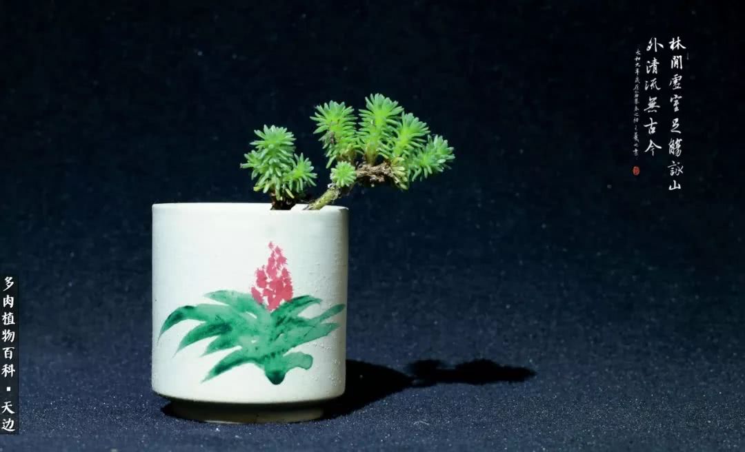 球松——不一样的美！诗一样的完美意境！