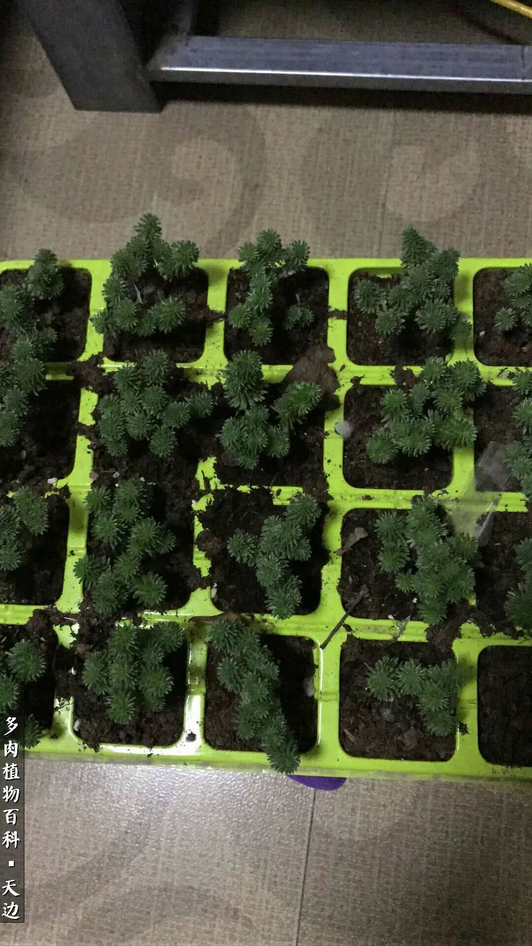 球松——不一样的美！诗一样的完美意境！