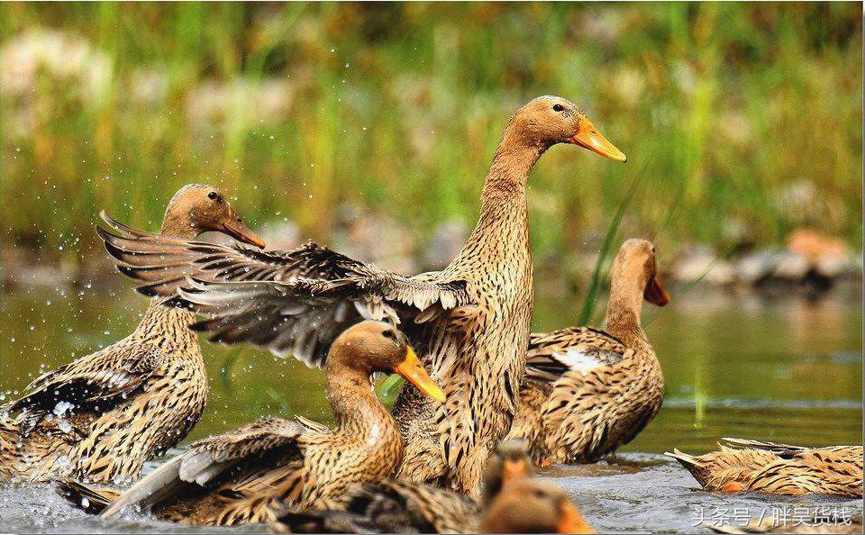 高邮咸鸭蛋正宗的腌制方法,高邮咸鸭蛋腌制现场