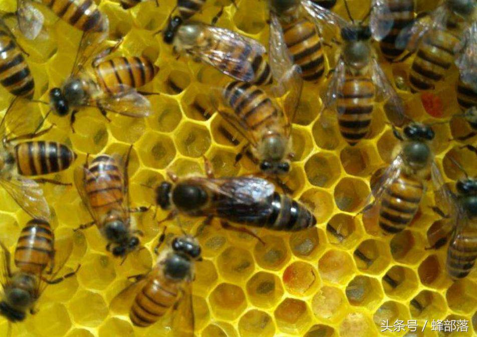 小蜜蜂天敌大蜜蜂,蜜蜂的天敌食蜂蛾