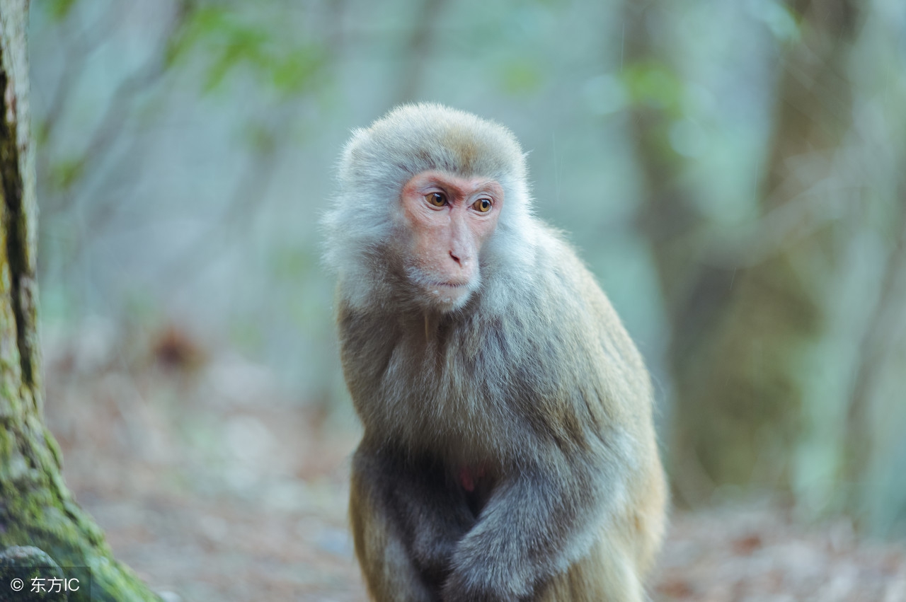 大金猴未来一个月运势,大金猴未来三年运势