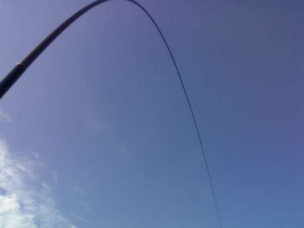 钓青鱼直接用螺丝肉钓可以吗,青鱼用螺蛳肉钓还是用螺蛳钓