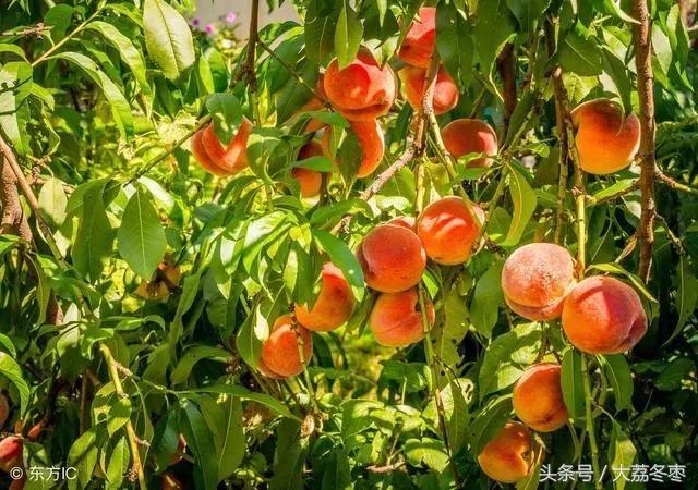 桃树摘完桃出现黄叶掉叶怎么治,桃树有桃子时候怎么修枝