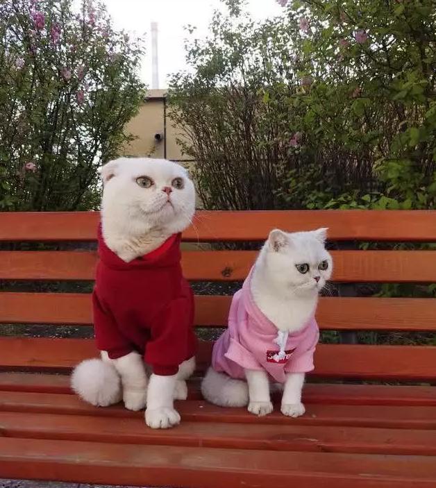 盘点2018年6位抖音红人,2017年抖音红人排行