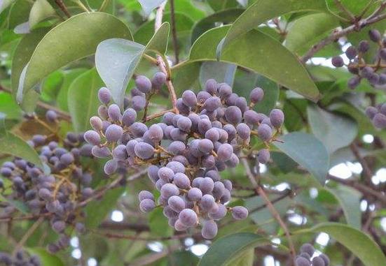 十大补肾名药材有哪些,十大最好的补肾中药