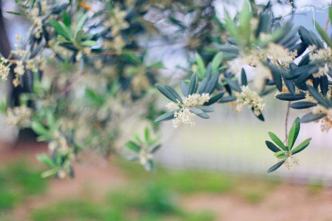 五天四晚适合去哪玩,适合五天四夜清静的旅行