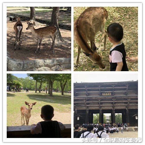 七天日本亲子游怎么玩 (亲子游日本攻略)