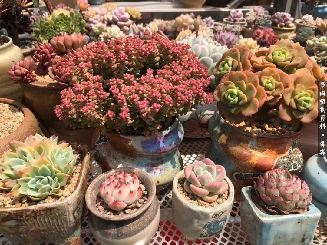 佛系养肉者,佛系养猫养狗人