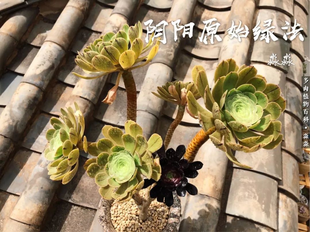 佛系养肉者,佛系养猫养狗人