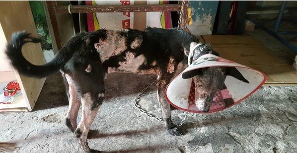 爱是最好的整容方式!狗狗身上长蛆发臭,惹人厌,半年后判若两狗