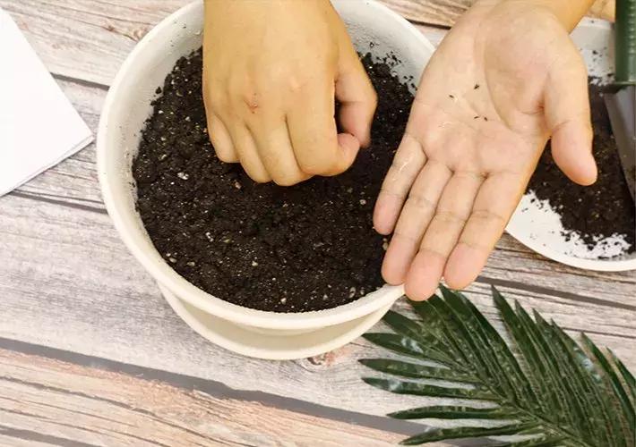 阳台种绿叶菜,适合阳台种的绿叶菜