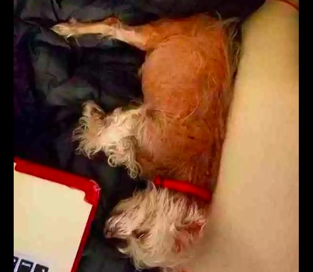 狗狗11岁掉毛,狗狗年龄大了疯狂掉毛