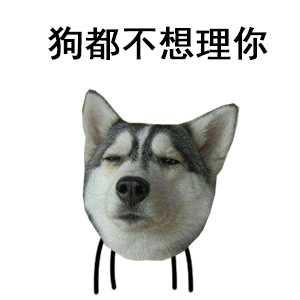 铲屎官给狗狗起的十大奇葩名字,叫铁头的那个你过分了啊