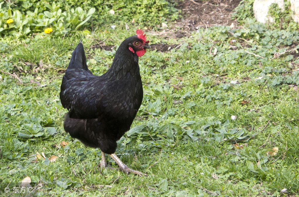 东乡绿壳蛋鸡长啥样,绿壳蛋鸡哪个品种性能好值得养殖