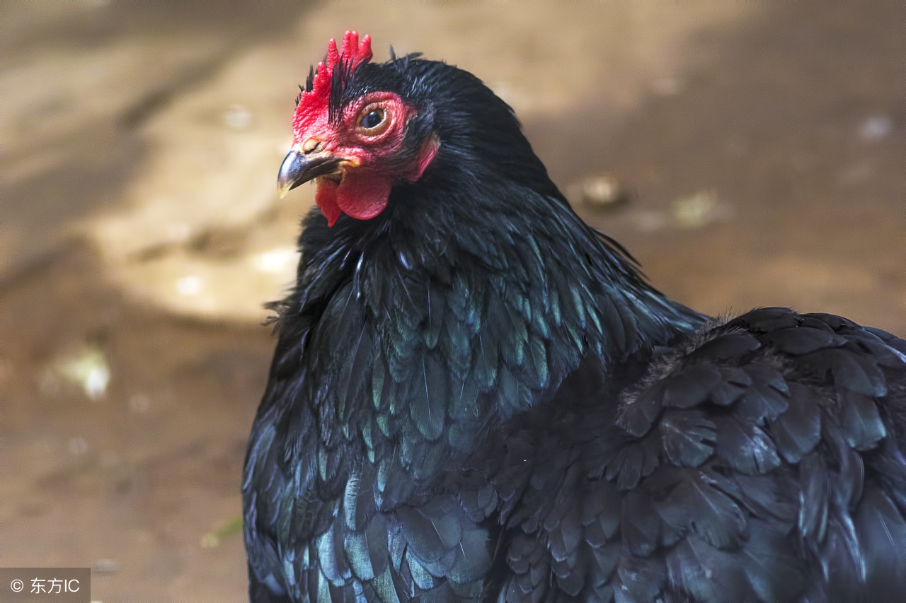 东乡绿壳蛋鸡长啥样,绿壳蛋鸡哪个品种性能好值得养殖