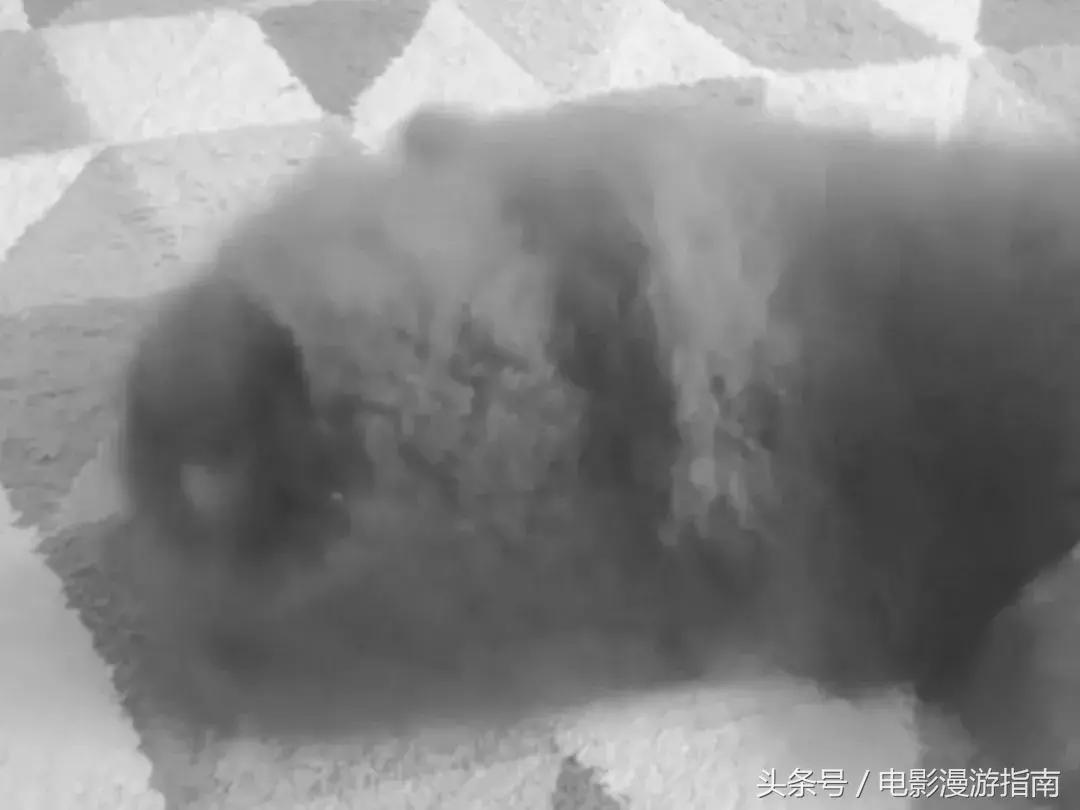 有姑娘出20w让我去香港找条狗，绑匪说：要30w——我Tony还亏了6W