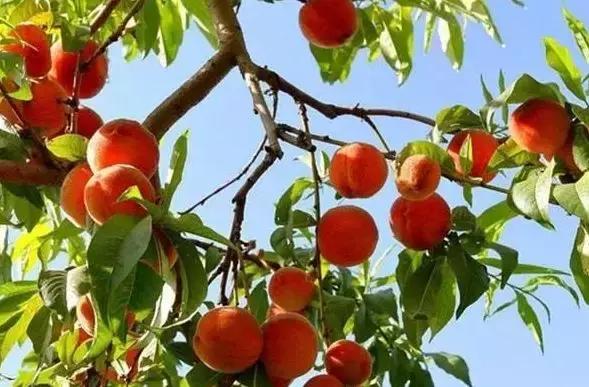 果园地面除草误打草甘膦怎解决,果树误打除草药有效吗