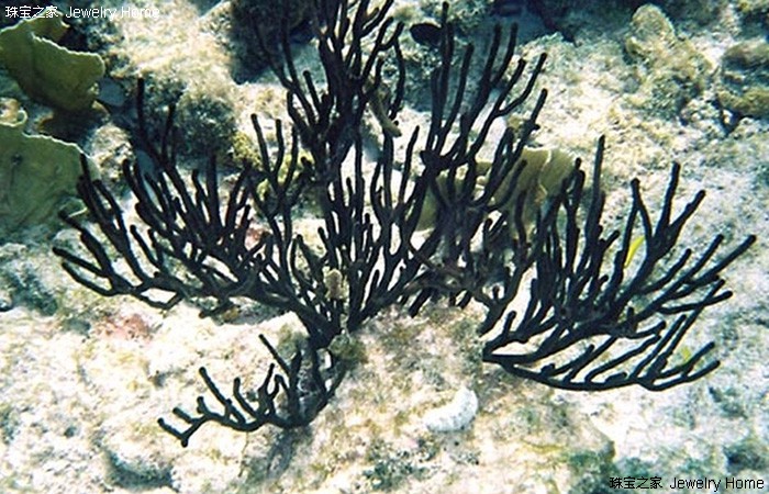 红珊瑚孩儿面,阿卡沙丁momo红珊瑚对比