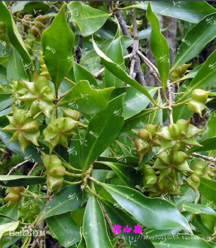 八角茴香食物,八角茴香是药食同源吗