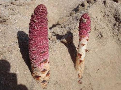 肉苁蓉能益精填髓吗,中医讲肉苁蓉功效视频