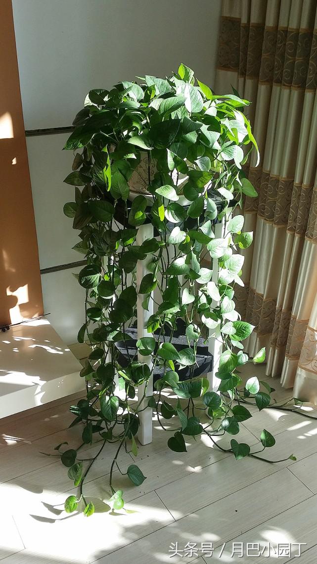 水培绿萝一周的生长情况日志,水培绿萝疯长的秘诀