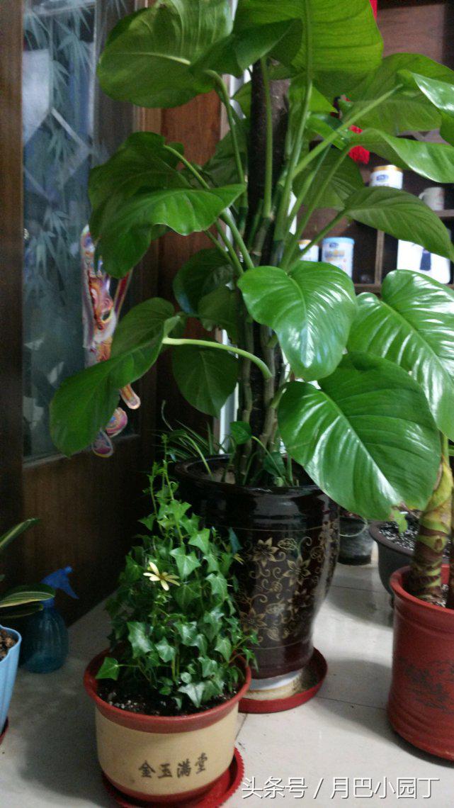 水培绿萝一周的生长情况日志,水培绿萝疯长的秘诀