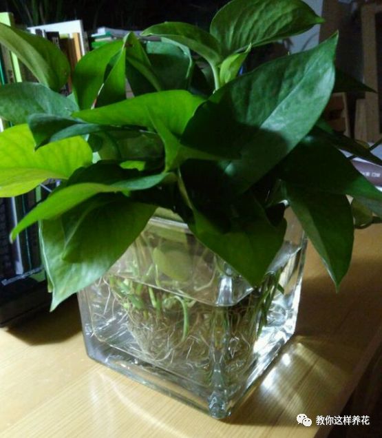 绿萝怎么养爆盆浇茶叶水,绿萝移盆水养的正确方法