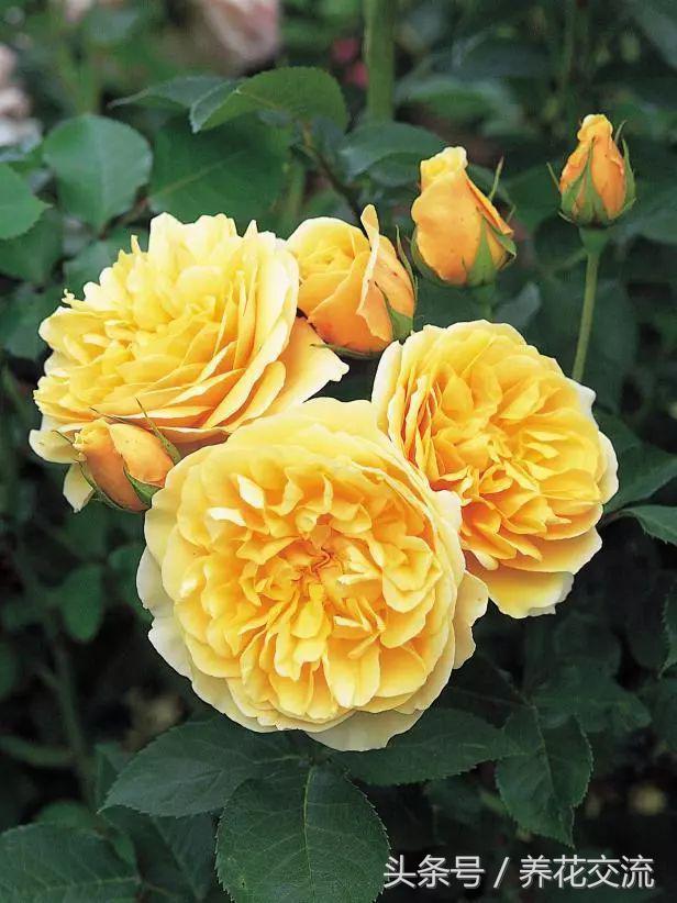 十种最香的月季花,花期300天又很香好养的月季花