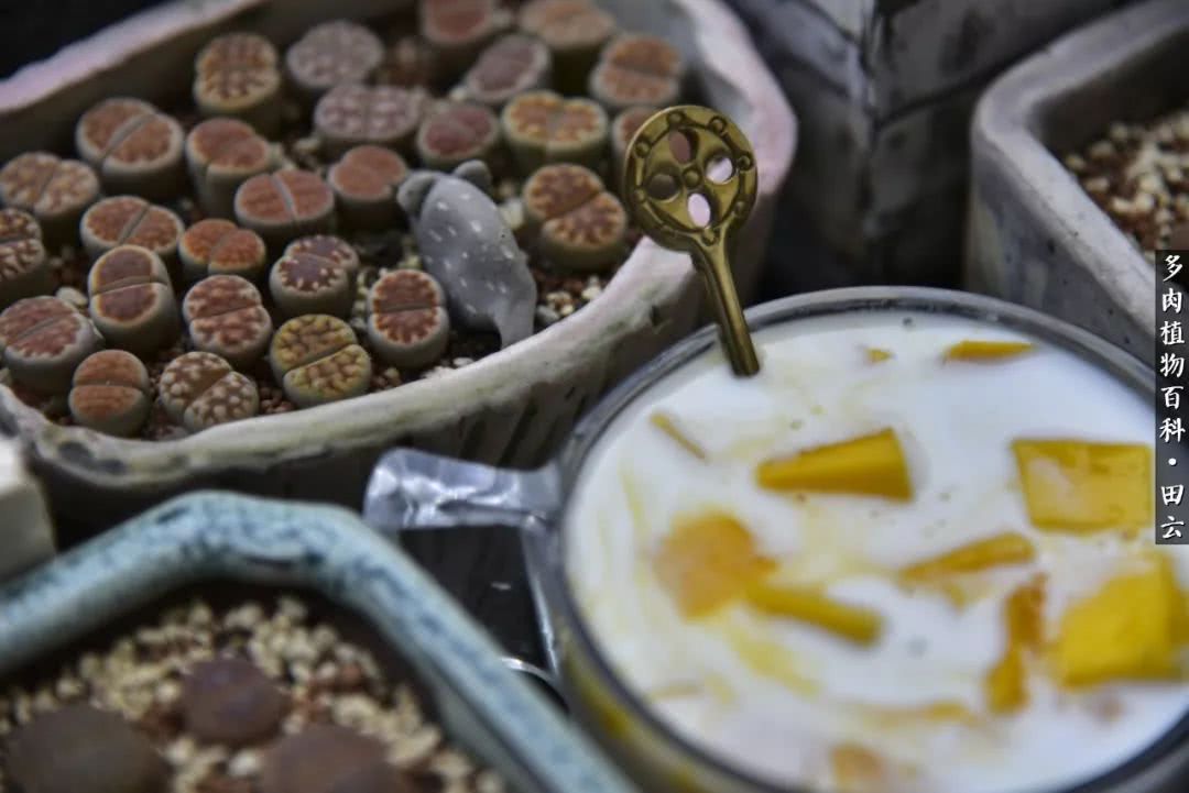 推开多肉世界的门，原来你与美食来自同一国度！
