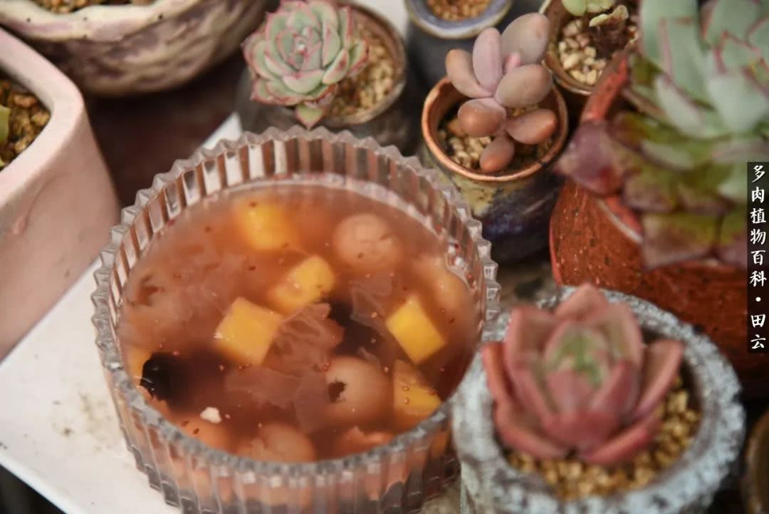 推开多肉世界的门，原来你与美食来自同一国度！