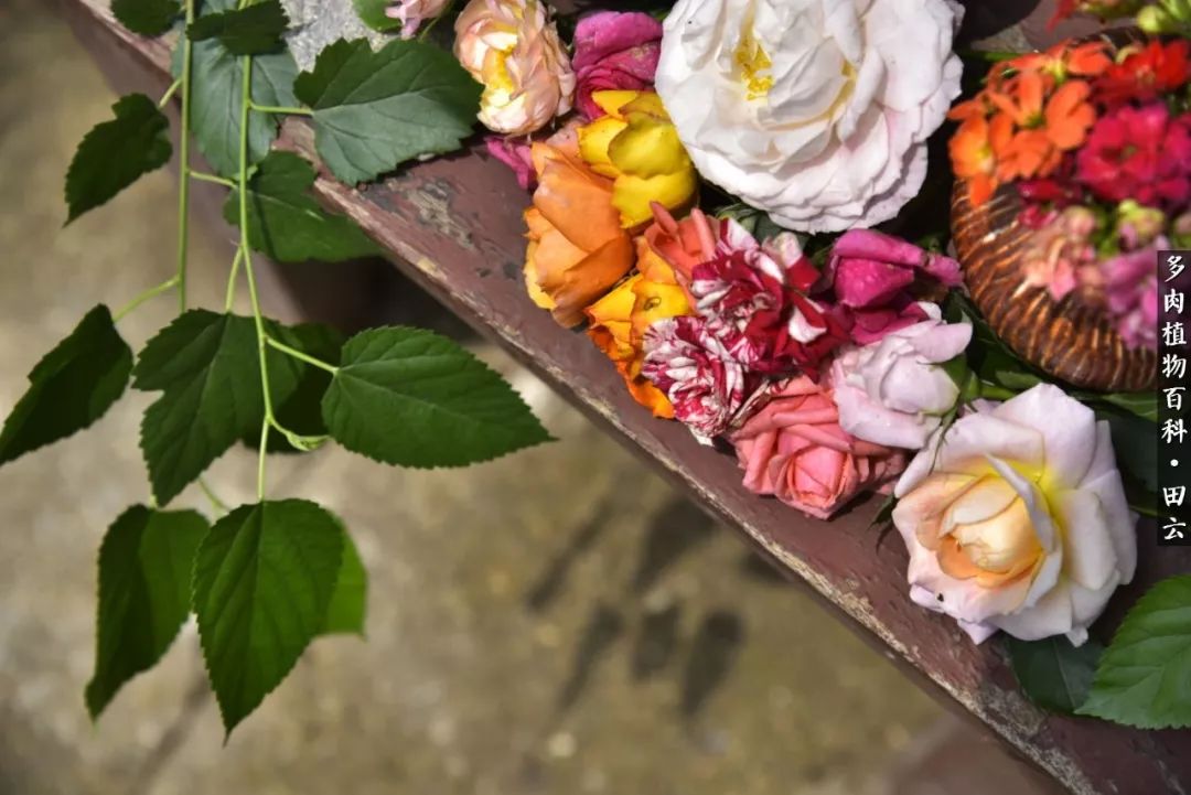 推开多肉世界的门，原来你与美食来自同一国度！