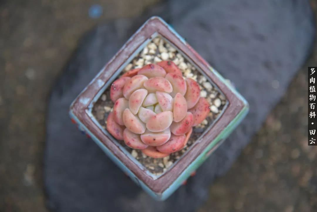 推开多肉世界的门，原来你与美食来自同一国度！