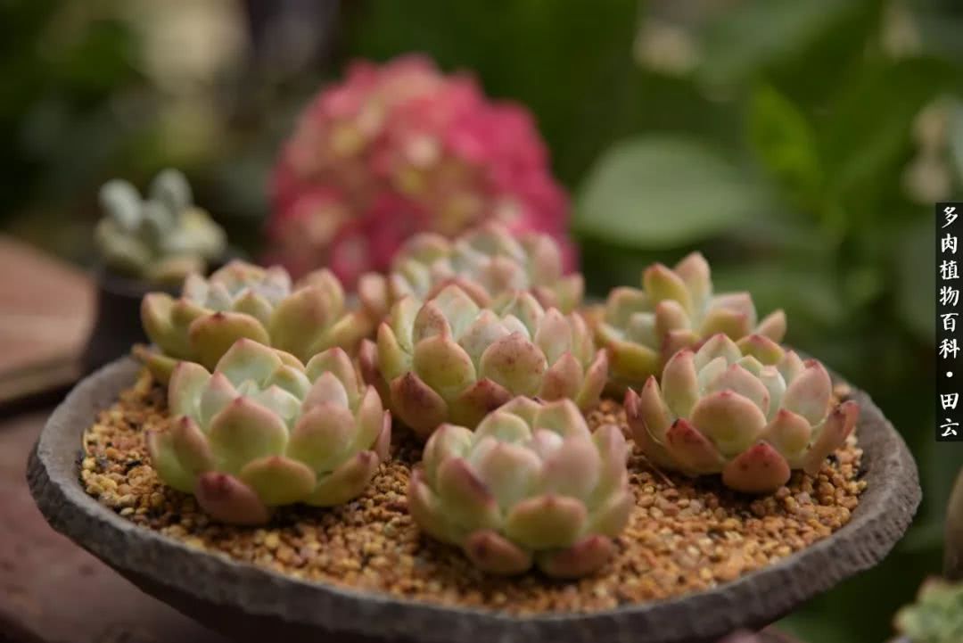 推开多肉世界的门，原来你与美食来自同一国度！