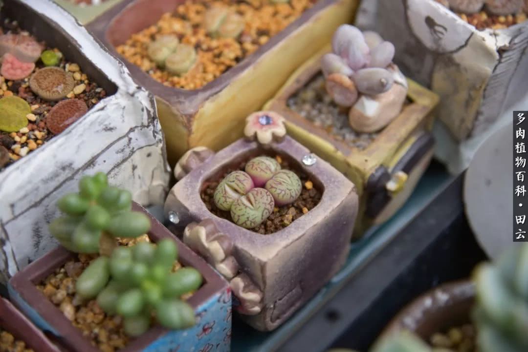 推开多肉世界的门，原来你与美食来自同一国度！