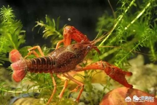 怎么才能养殖好小龙虾呢,清水养殖小龙虾的方法与见解