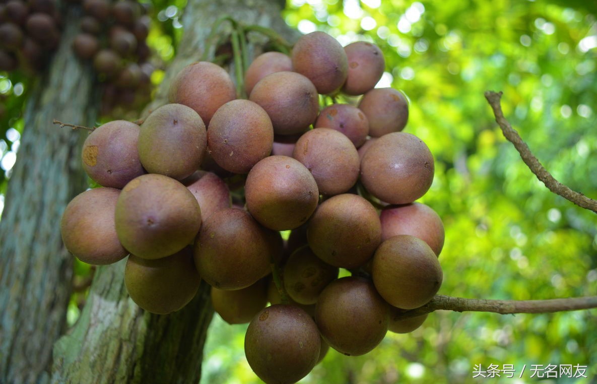 野生的果子，有止咳平喘、解毒止痒的功效，30元一斤的稀罕货